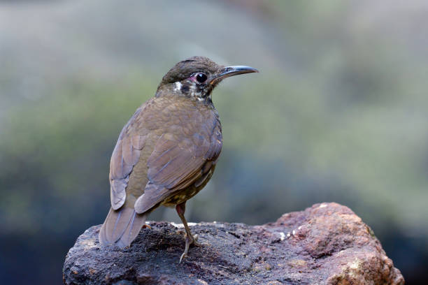 istock Back view profile of Dark-sided Thrush (Zoothera marginata) the dark stripe brown bird with long bill calmly perching on clean rock in nature 1139882774