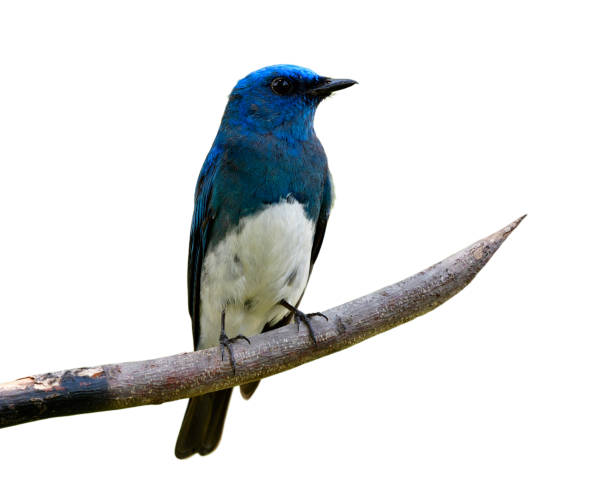 istock Beautiful blue and white bird perching on burned sharp wooden stick isolated on white background, Zappey's flycatcher (Cyanoptila cumatilis) 1139882806
