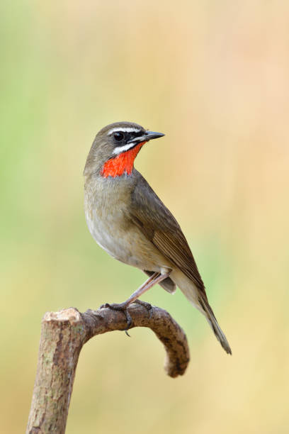 istock Beautiful brown bird with bright red feathers as ruby stone on its neck perching on wooden branch looking for its mate, Siberian rubythroat (Calliope calliope) 1139882881