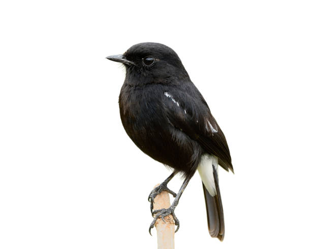 istock Beautiful dark black bird with white mark on its tail snf wings perching on dried stick over showing details from head beaks body tail to feet isolated on white background, male of Pied bushchat (Saxicola caprata) 1139882952