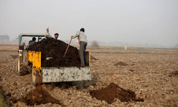 Rural farmer unloading organic compost in the agriculture field Rural farmer unloading organic compost in the agriculture field using garden hoe. garden hoe photos stock pictures, royalty-free photos & images