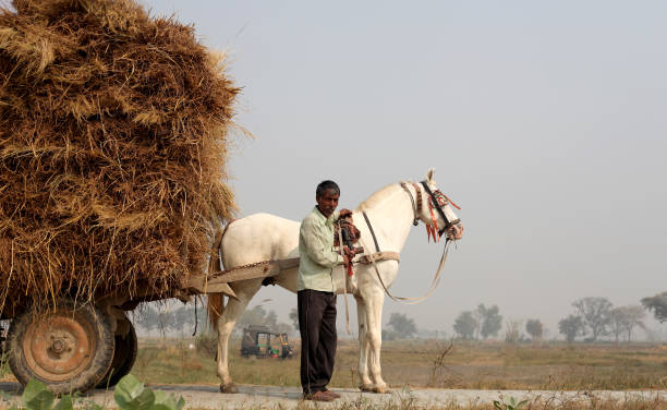 Farmer riding loaded horse cart on country road Rural farmer riding loaded horse cart on country road outdoor in nature. bullock cart india stock pictures, royalty-free photos & images