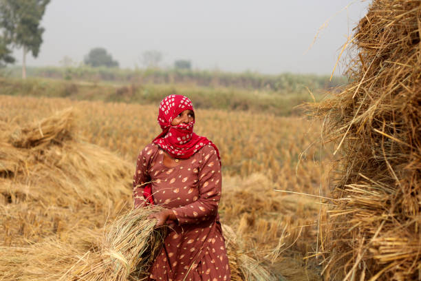 agriculteur féminin travaillant en plein air dans le domaine - developing countries farmer rice paddy asia photos et images de collection