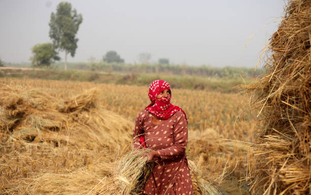 female farmer working outdoor in the field - developing countries farmer rice paddy asia imagens e fotografias de stock