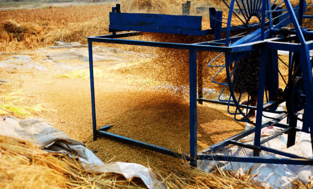 Rice paddy cleaning using winnowing fan.