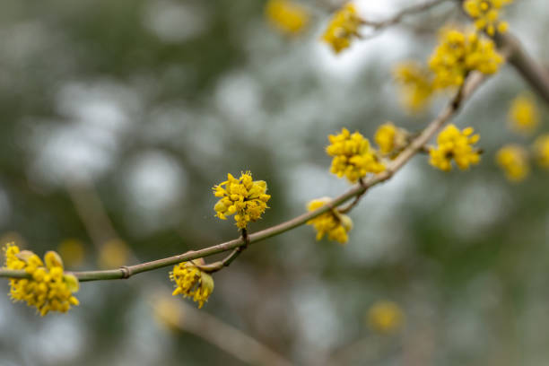 istock Lyric twig cornelian cherry blossom with yellow flowers on grey blurred 1139883844