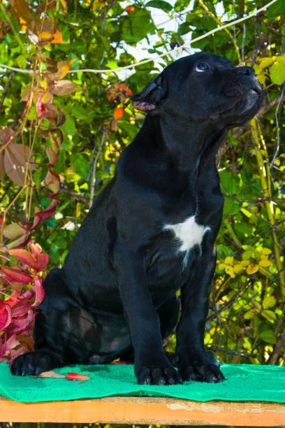 istock black puppy on the table posing for photo 1139883932