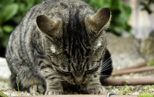 istock Tabby cat in street 1139884332