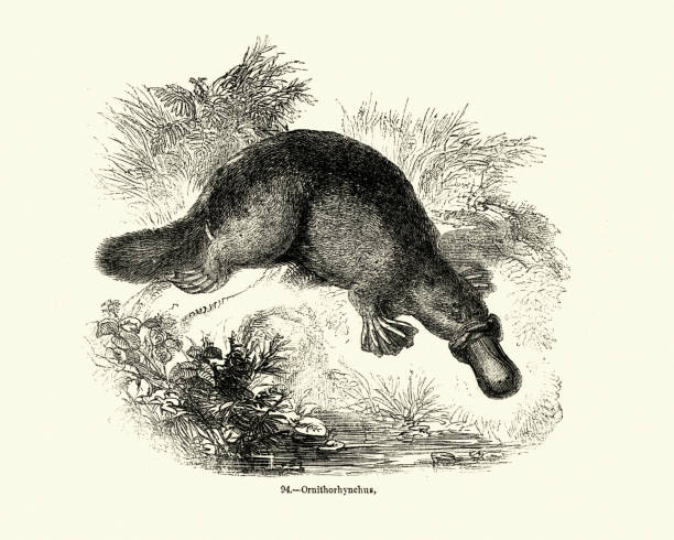 Natural history, Mammals, platypus (Ornithorhynchus anatinus) Vintage engraving of a platypus (Ornithorhynchus anatinus), sometimes referred to as the duck-billed platypus, is a semiaquatic egg-laying mammal endemic to eastern Australia duck billed platypus stock illustrations