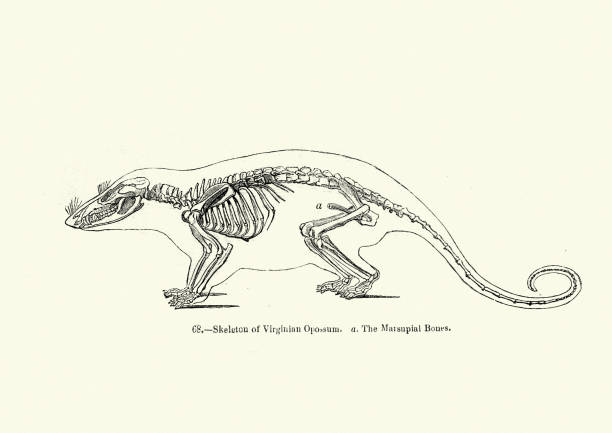 istock Natural history, Skeleton of Virginian Opossum 1139885283