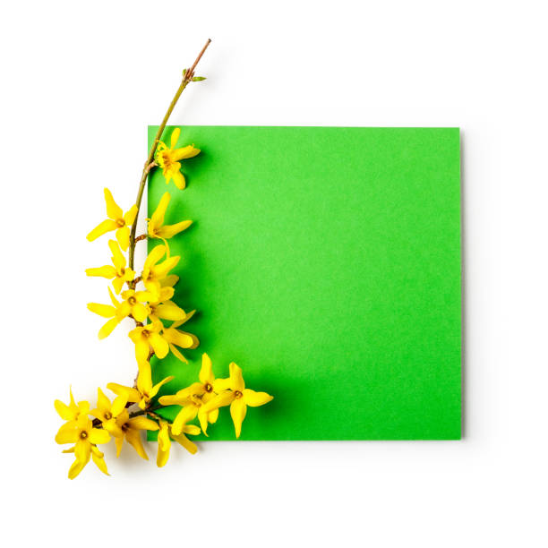 istock Greeting card with forsythia flowers 1139885409