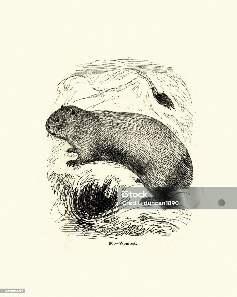 Natural history, marsupial, Wombat Vintage engraving of a Wombat a short-legged, muscular quadrupedal marsupials that are native to Australia. Animal stock illustration