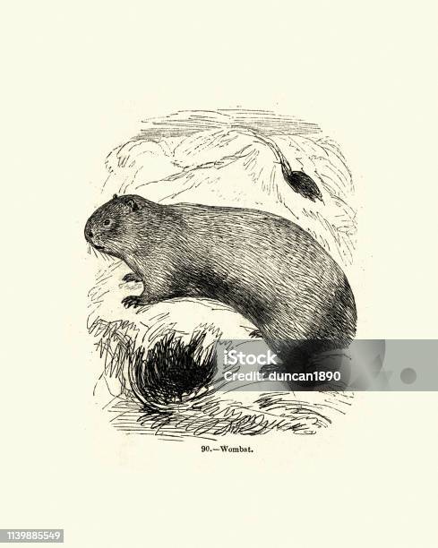 Natural History Marsupial Wombat Stock Illustration - Download Image Now - Animal, Animal Themes, Animal Wildlife