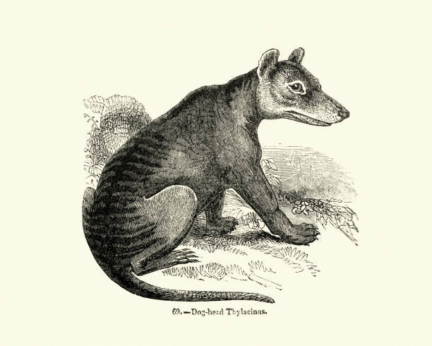 Natural history, marsupial, Dog head Thylacinus, Tasmanian Tiger Vintage engraving of a Thylacine (Thylacinus cynocephalus: dog-headed pouched-dog) is a large carnivorous marsupial now believed to be extinct. It is also known as the Tasmanian Tiger or Tasmanian Wolf. cricket team stock illustrations