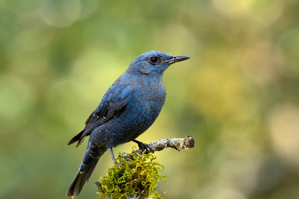 istock Blue rock thrush ( Monticola solitarius) beautiful grey to blue bird perching on wood over mossy grass onbright background lighting in nature, amaze creature in wild 1139885644