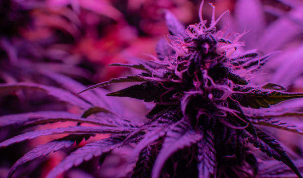 istock Using Cannabis for Cancer. The Case for Medical Cannabis 1139885692