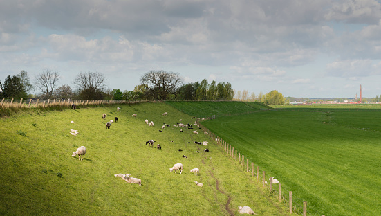 Sheep grazing on a dike next to the Rhine in Dutch serene river landscape, the Betuwe.