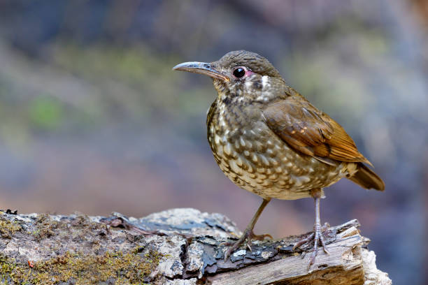 istock Dark-sided thrush (Zoothera marginata) Mysterious dark brown with long bill and short legs bird standing on rock in nature showing its front feathers profile 1139886545
