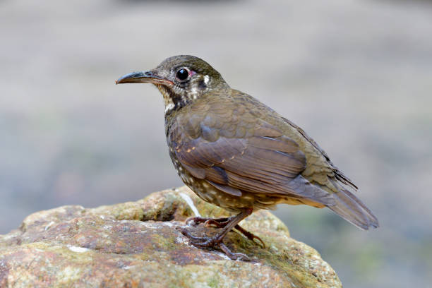 istock Exotic stripe brown with long bill and short legs bird perching on rock in nature in closed invironment, Dark-sided thrush (Zoothera marginata) 1139886694