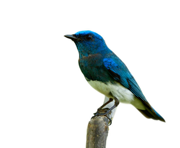 istock Fascinated lovely blue and white bird perching on wooden stick isolated on white background, Zappey's flycatcher (Cyanoptila cumatilis) 1139886803