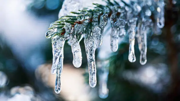 Icicles and snow on frozen fir tree branch in winter. Macro photography with blurry background, bokeh and selective focus