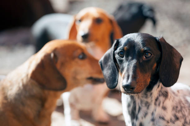 istock Dachshund dog spring garden day light 1139886970