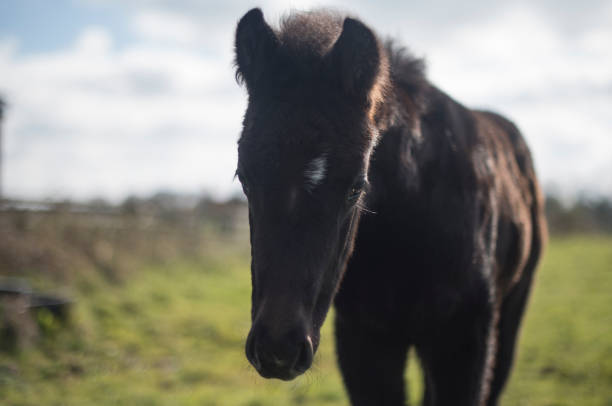 istock Handsome young colt in a field 1139886979