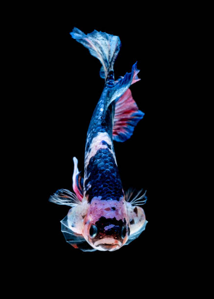 istock Betta fish Fight in the aquarium 1139887669