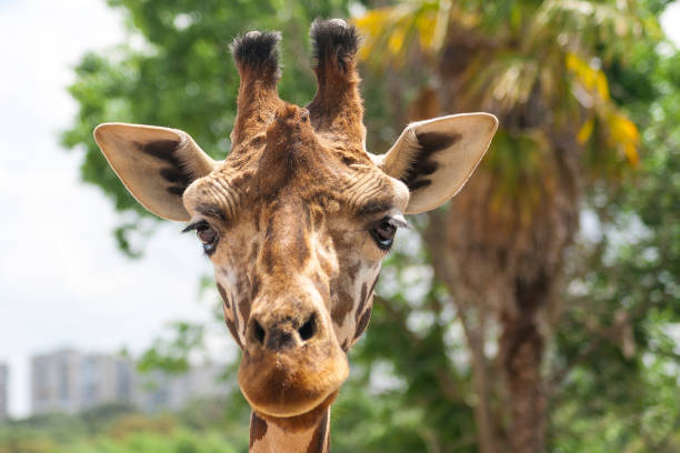 nahaufnahme des kopfes einer giraffe (giraffa camelopardalis). die höchsten der terrestrischen tiere. - animal animal neck cute safari animals stock-fotos und bilder