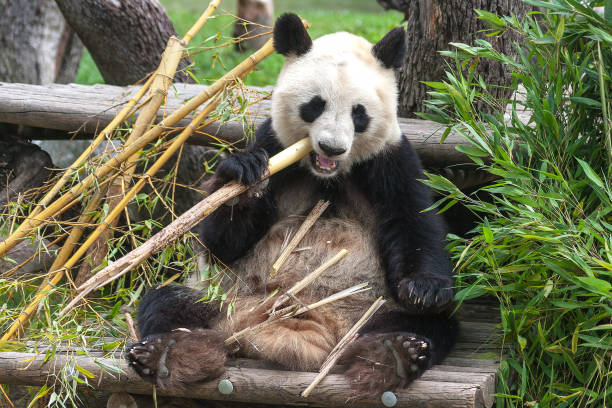 팬더 베어 또는 자이언트 팬더 (에이로 포 다 멜 라 노 카)의 클로즈업. 쉬고 먹는 대나무 식당 - panda giant panda china eating 뉴스 사진 이미지