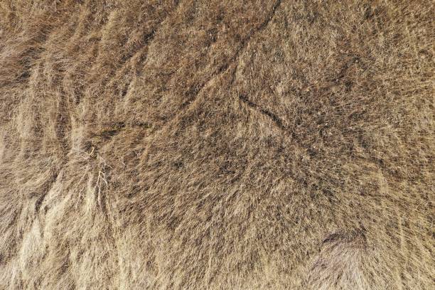 istock Reeds seen from above 1139888150
