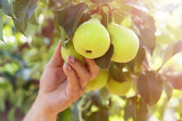 Hand gardener pulls harvesting off an pear from branch of the tree Hand gardener pulls harvesting off an pear from branch of the tree pear tree photos stock pictures, royalty-free photos & images