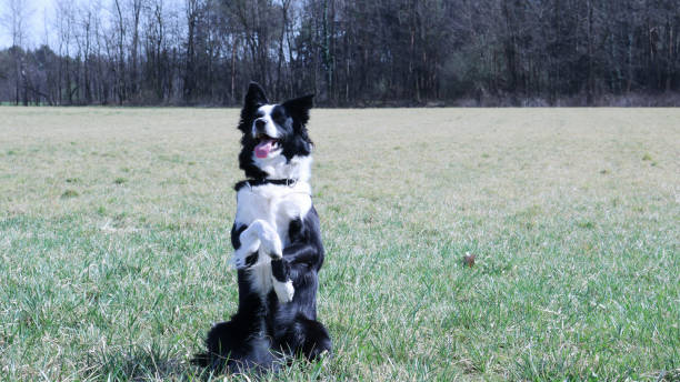 istock Border collie in the meadow 1139890679