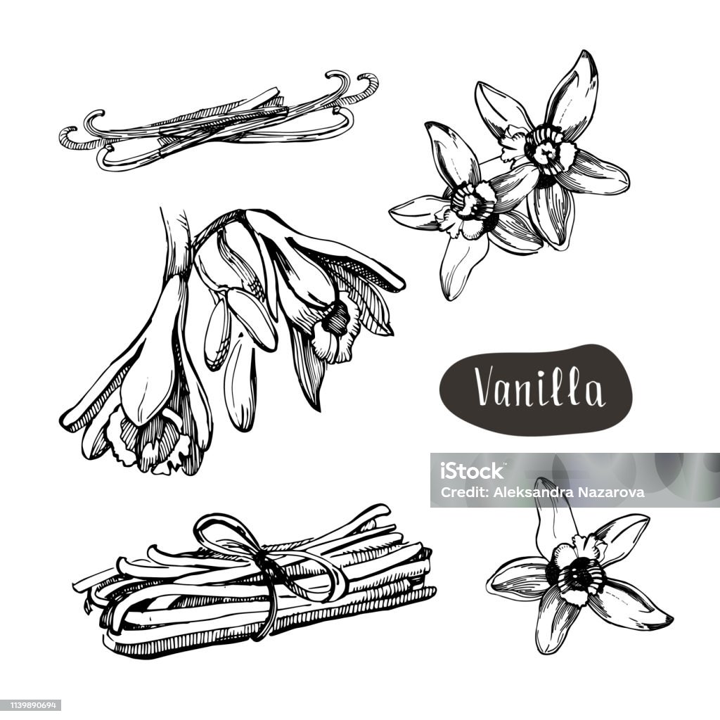 Vanilla flower isolated on the white background.Collection of vanilla and vanilla sticks. Vanilla flower isolated on the white background.Sketch vector illustration.Aromatic spice.Collection of vanilla and vanilla sticks Drawing - Activity stock vector
