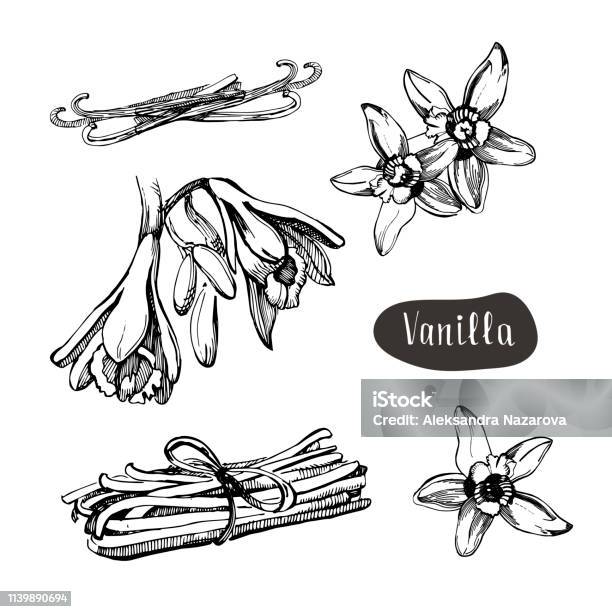 Vanilla Flower Isolated On The White Backgroundcollection Of Vanilla And Vanilla Sticks Stock Illustration - Download Image Now