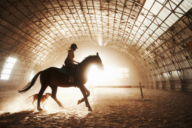 日没の背景にライダーと馬の馬のシルエットの雄大なイメージ。馬の背中の女の子騎手は、農場の格納庫に乗って、クロスバーの上にジャンプします。ライディングのコンセプト - riding horse for leisure ストックフォトと画像