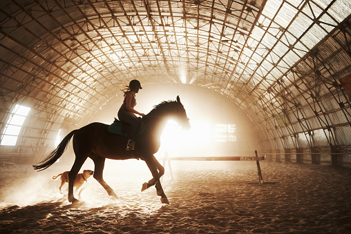 Majestic image of horse horse silhouette with rider on sunset background. The girl jockey on the back of a stallion rides in a hangar on a farm and jumps over the crossbar. The concept of riding