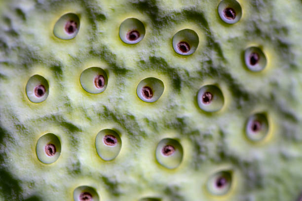 istock Study of flowering and fruit structures for education in laboratory. 1139890927