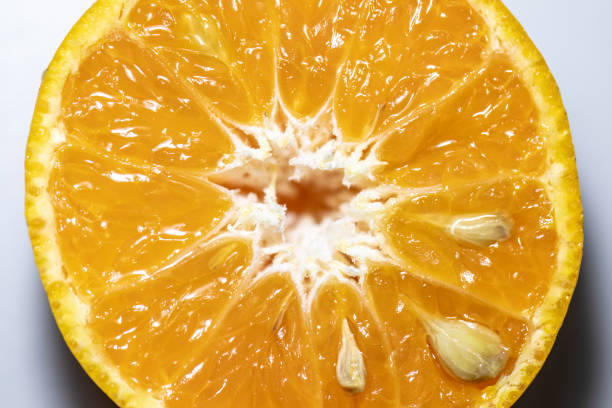 istock Study of flowering and fruit structures for education in laboratory. 1139890952