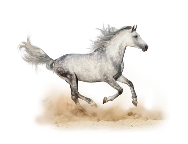 istock Dapple gray arabian stallion running 1139890997