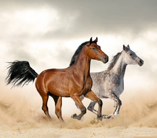 istock Beautiful wild horses 1139891007