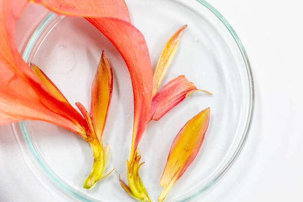 Study of flowering and fruit structures for education in laboratory.