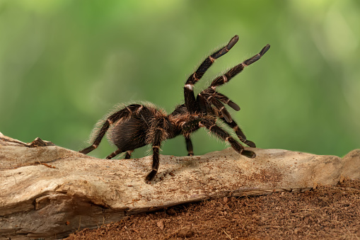 Mujer de cerca de la tarántula araña en posición amenazante. photo