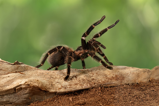 Macro photograph of a female black widow spider hanging on her web she has constructed on a small branch. There is great detail in her features.