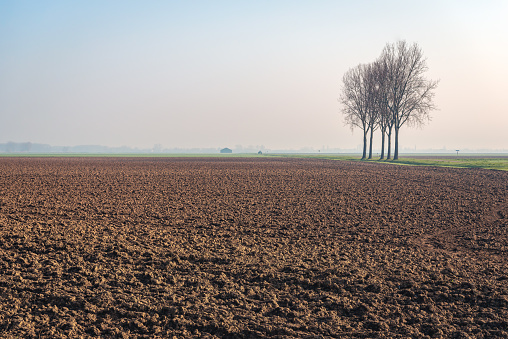 Five tall bare trees in a row next to a plowed field in a Dutch polder landscape. Spring has just begun.