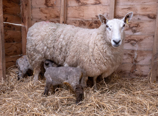 una oveja de pie con sus corderos gemelos - livestock rural scene newborn animal ewe fotografías e imágenes de stock