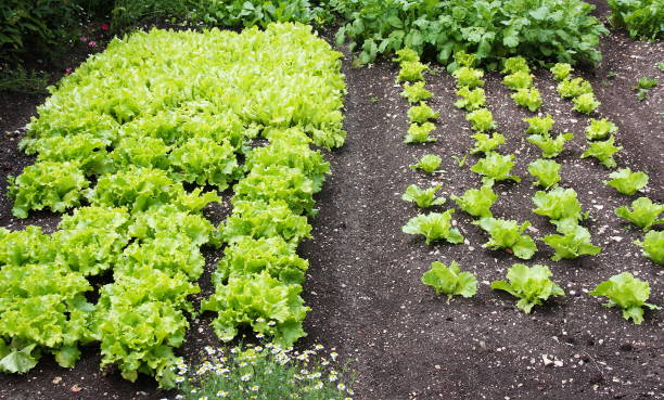istock Lettuce in a home vegetable garden 1139894468