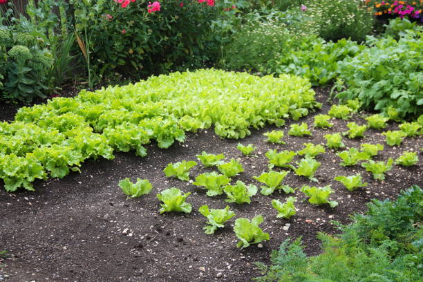 istock Lettuce in a home vegetable garden 1139894470