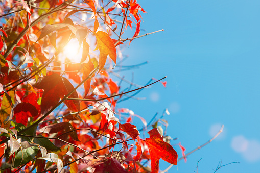 Autumn colorful red maple leaf and tree of Thailand garden from under the sun light through the red fall maple foliage on blue sky background. - Image
