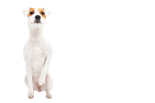 Curious young dog Jack Russell terrier, sitting isolated on white background